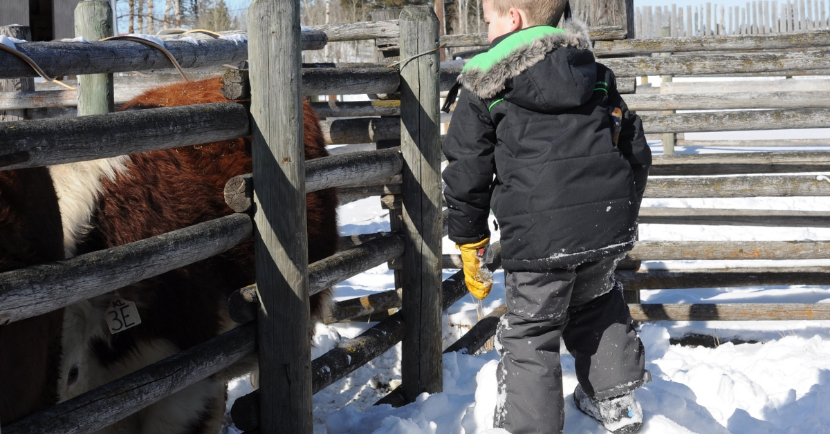 Calving Begins on the Ranch. #calvingseason #calving #ranchlife