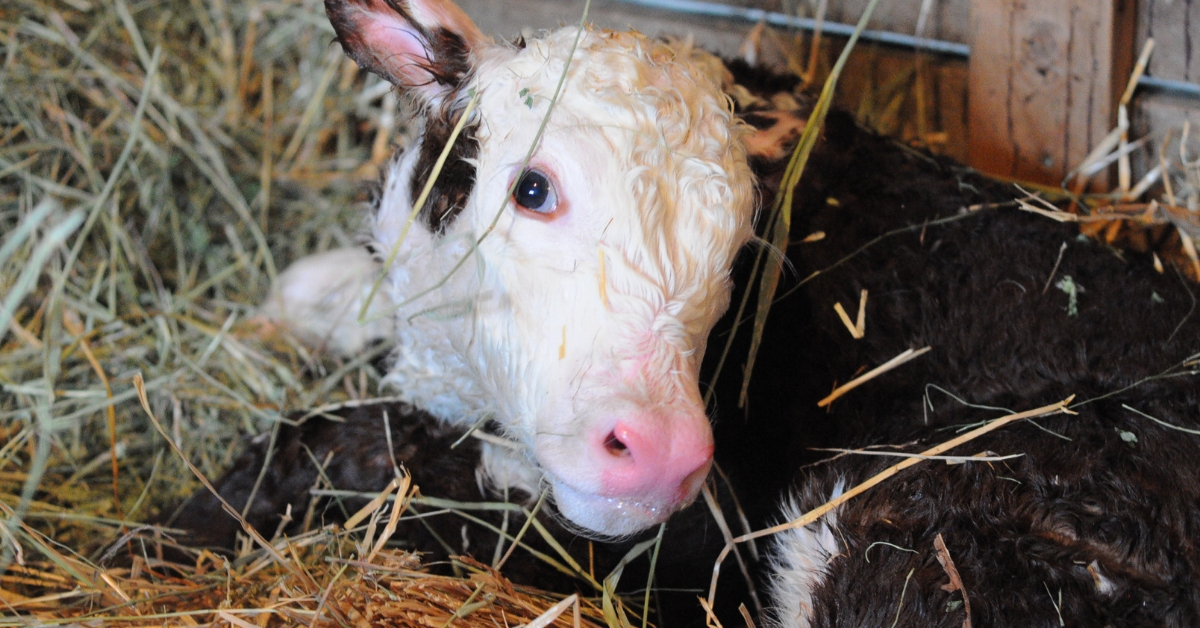 Calving Begins on the Ranch. #calvingseason #calving #ranchlife #calf