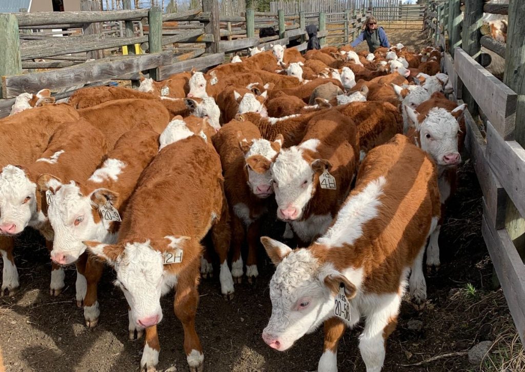 Moving calves in the spring on a cattle ranch.