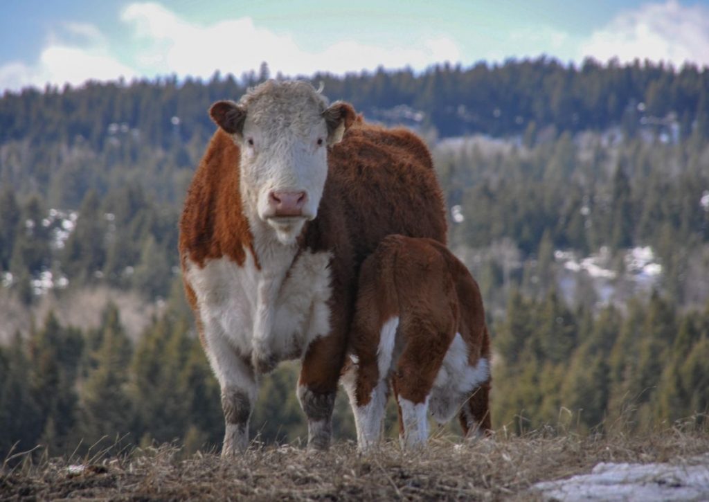 Hereford Cow and Calf during the spring on a BC cattle ranch
