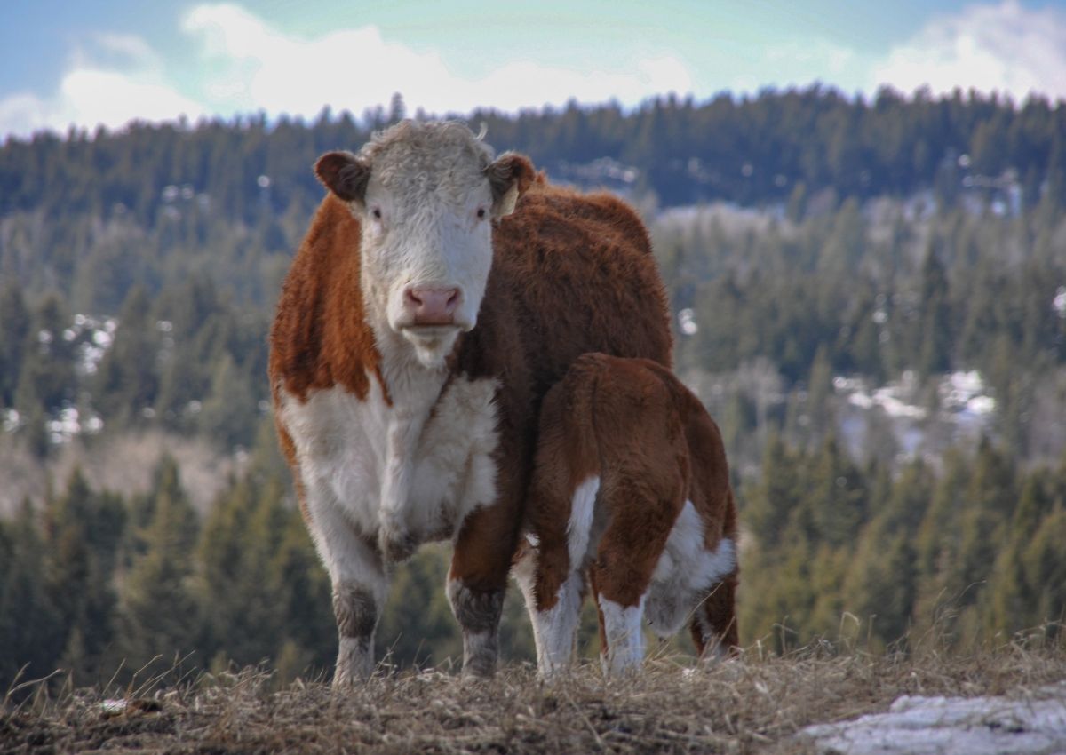 Hereford Cow and Calf Ranching with Kids