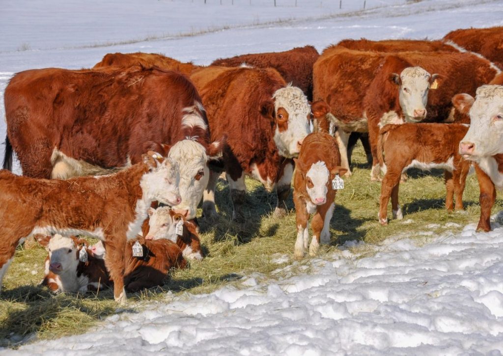 Calving Time on a BC Cattle Ranch