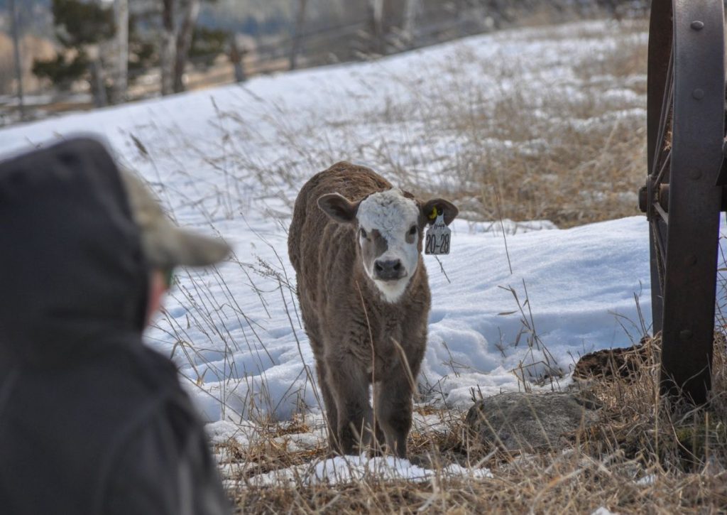 Calving Time on a BC Cattle Ranch