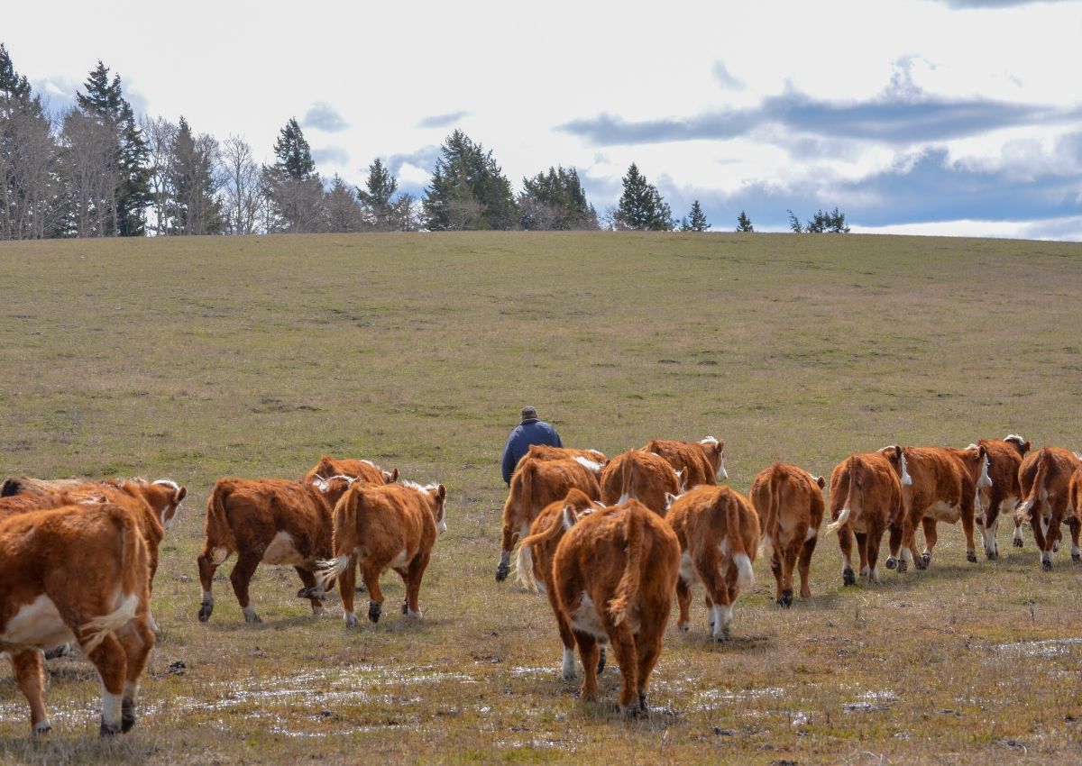 Moving yearlings in the spring on a cattle ranch