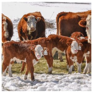 Calving Time on a BC Cattle Ranch