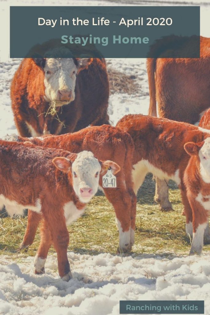 Calving Time on a BC Cattle Ranch