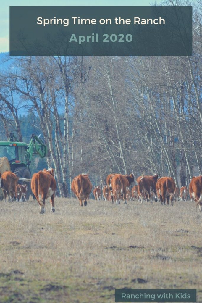 Spring on a British Columbia cattle ranch