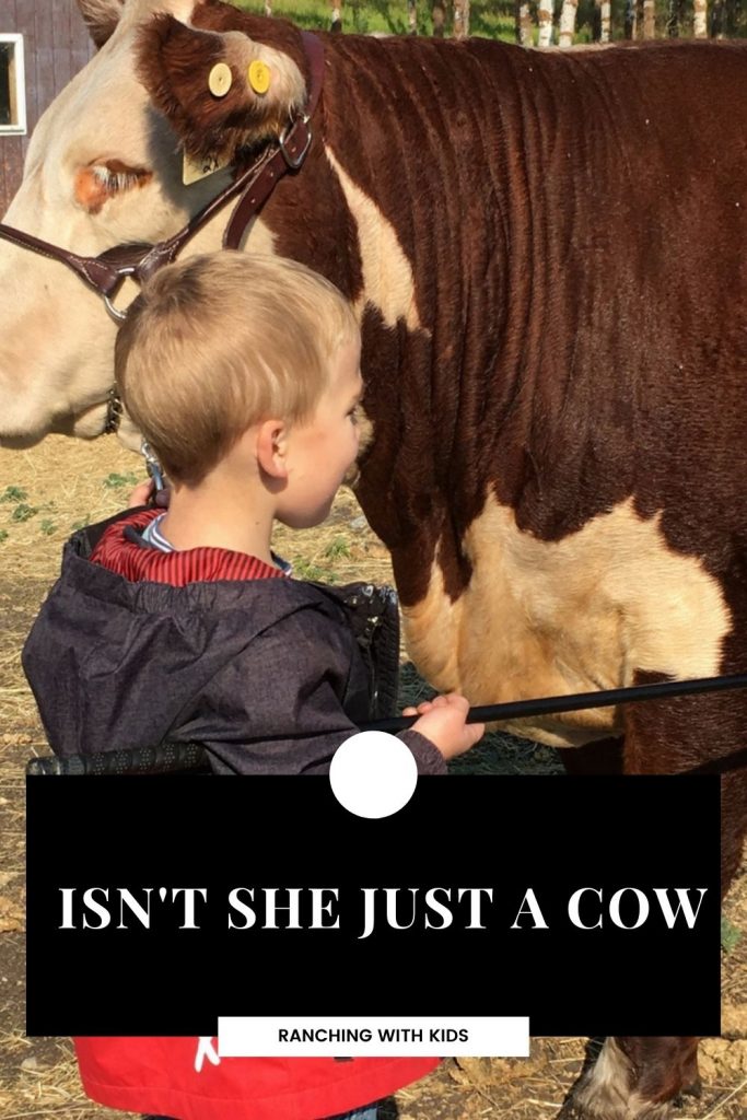 Isn't She Just a Cow? Some cows hold a special place in a rancher's heart. #cattleranching #cattle #cows