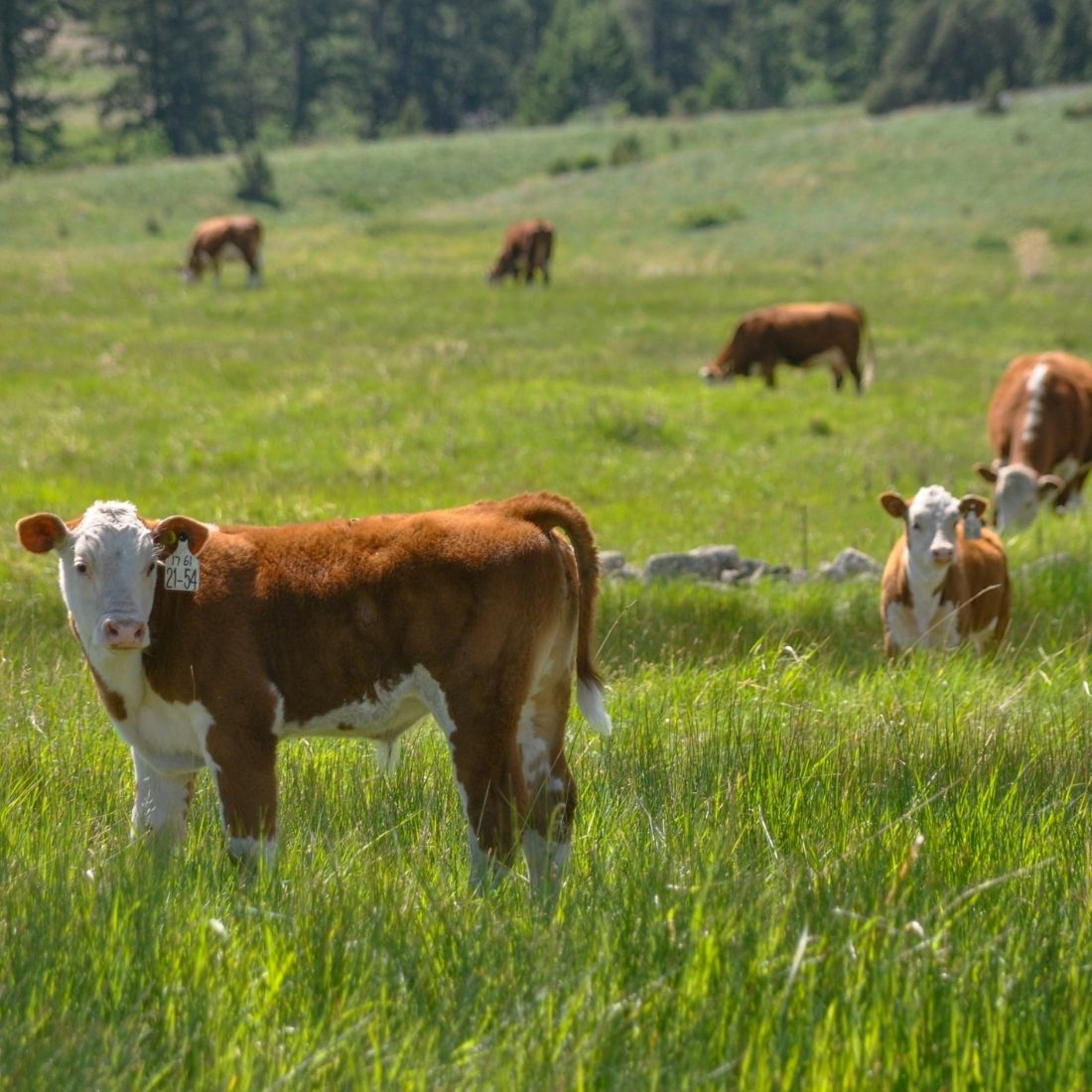 Summer Pasture Checks - Ranching with Kids